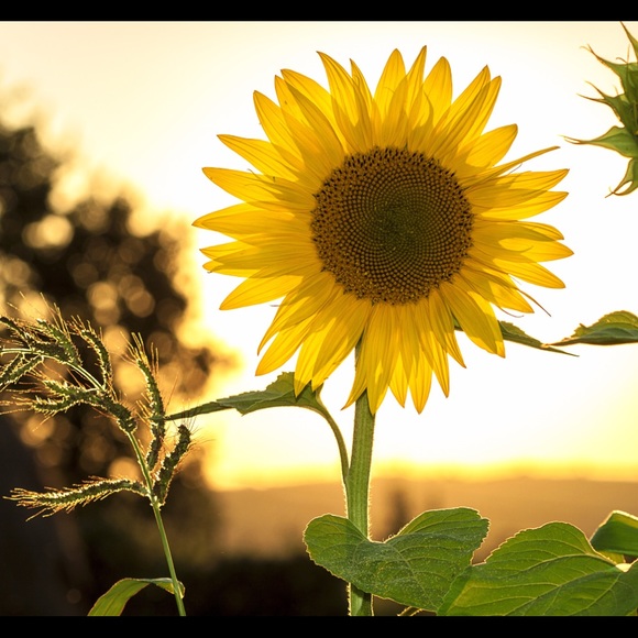 sunshinevo